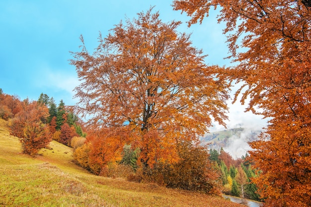 View of majestic mountain forest. Gorgeous foggy hill with colorful coniferous trees. Concept of nature.