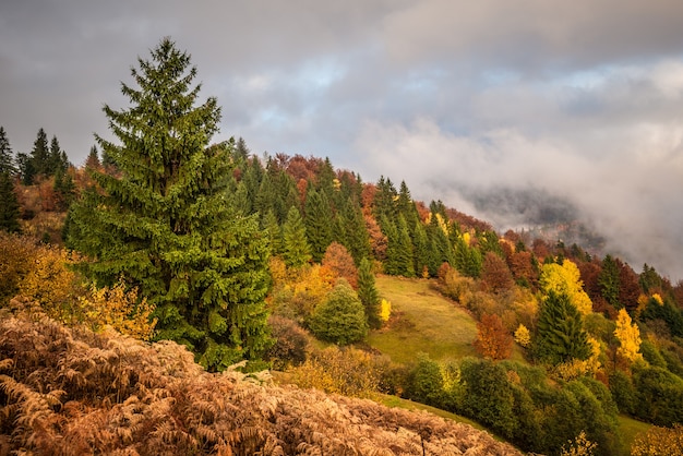 View of majestic mountain forest