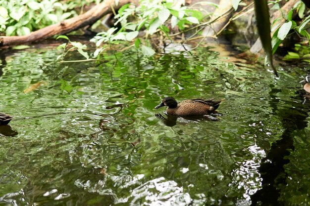 View of mallard duck swimming in lake