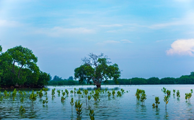 Foto una vista della foresta di mangrovie e del lago con le sue acque verdi