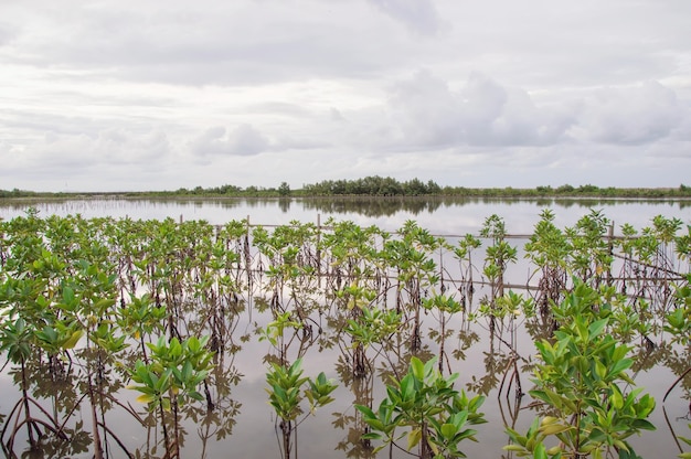 View of mangrove tree in the sea with sunrise sky