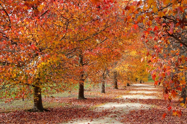 秋のメープルツリーの景色