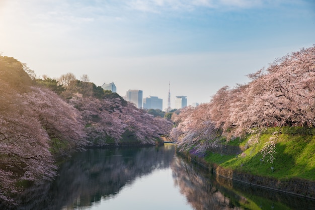 View of massive cherry blossoming in Tokyo, Japan as background.