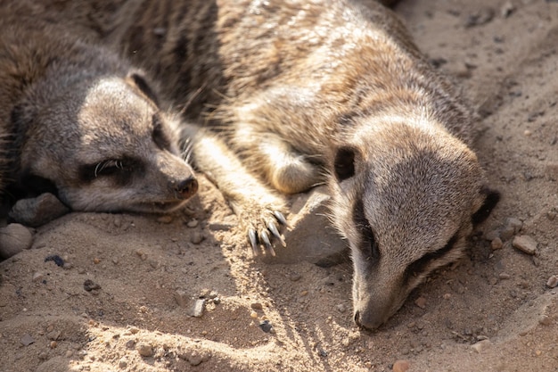 View of meerkats lying on the ground