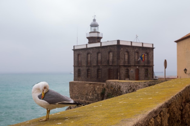 View of the Melilla lighthouse with the sea in the background and a seagull in the foreground