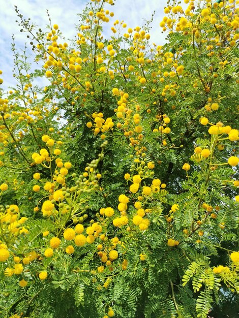 View of mimosa flowers with greenery on a sunny summer day.