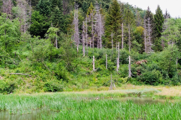 Vista di una foresta mista con abete rosso secco e giornata estiva del lago nella foresta