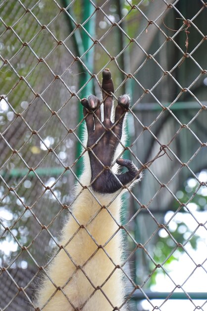 Photo view of monkey on chainlink fence at zoo