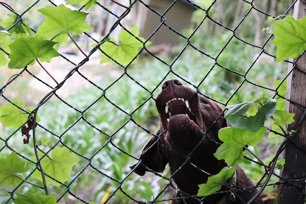 動物園のフェンスの上の猿の景色