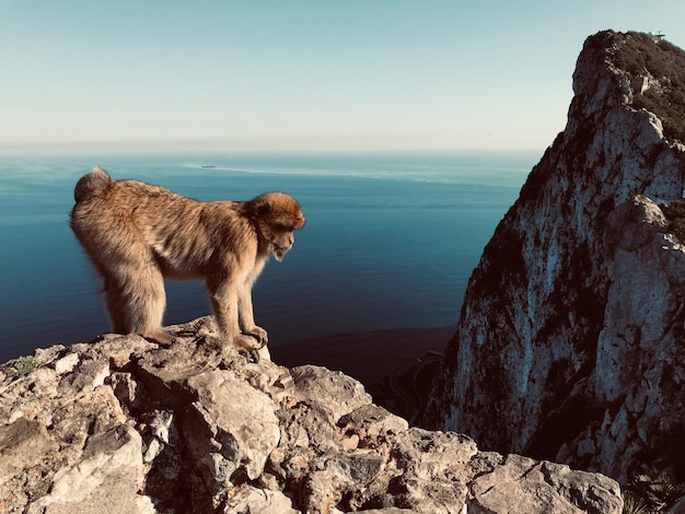 Photo view of monkey on rock by sea against sky