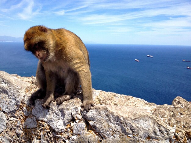 Photo view of monkey on rocks next to sea