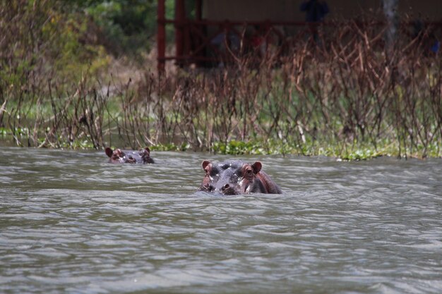 Photo view of monkey swimming in water