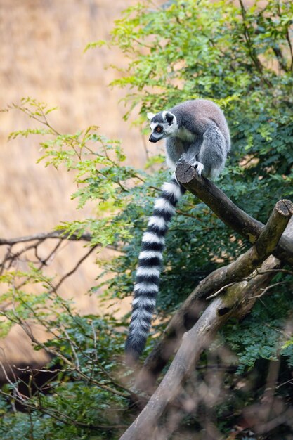 Foto veduta di una scimmia sul ramo di un albero nello zoo