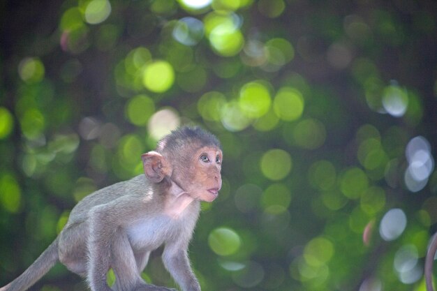 View of monkey