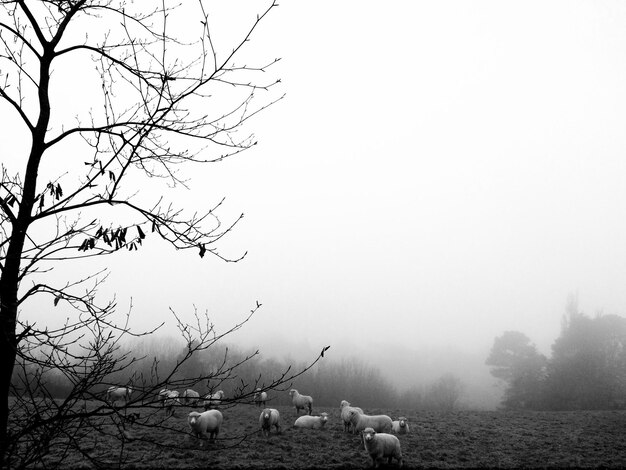 Photo view in monochrome against sky