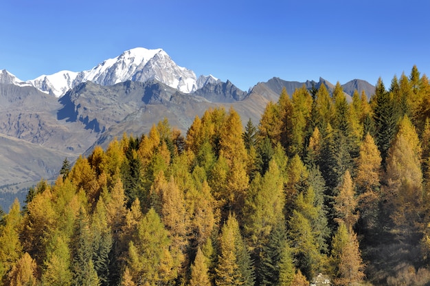 View on the Mont Blanc behind a forest