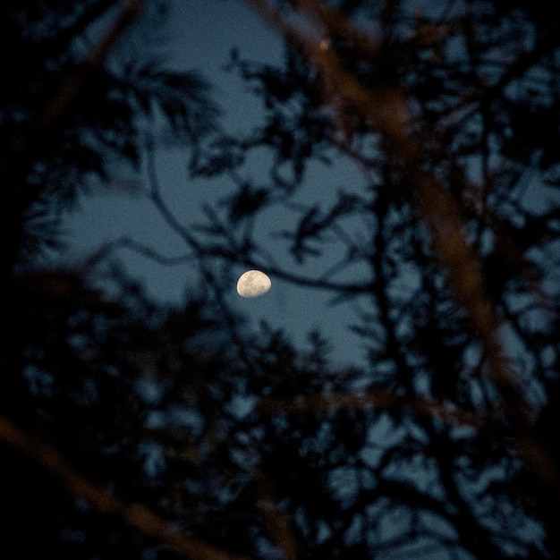 Photo view of the moon in the middle of branches