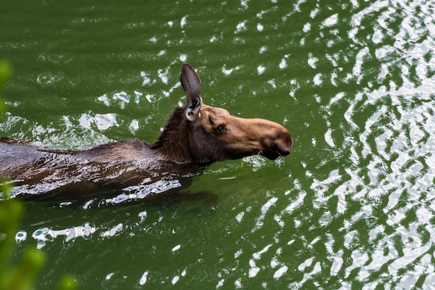 Foto veduta di un alce in acqua