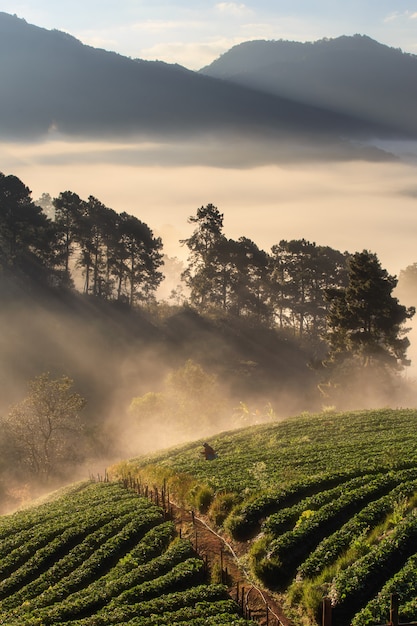 Взгляд утреннего тумана на горе doi angkhang, Чиангмай, Таиланд