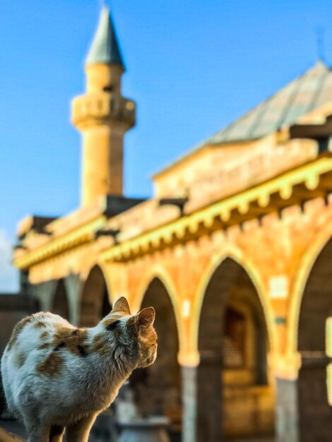 Foto vista della moschea contro un cielo limpido