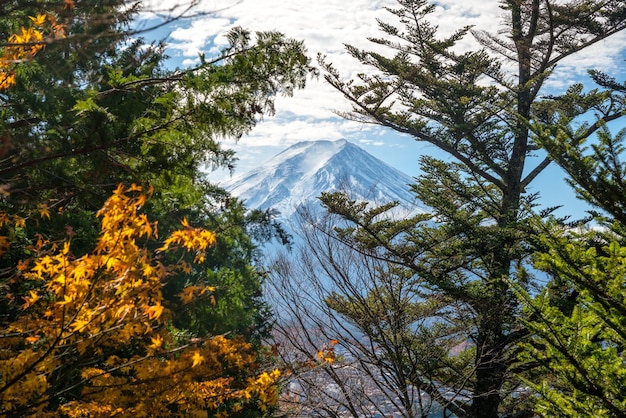 松の木を前景にした富士山の眺め