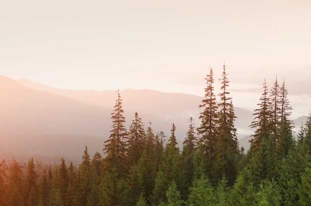 Photo view on mountain forest in evening sunset