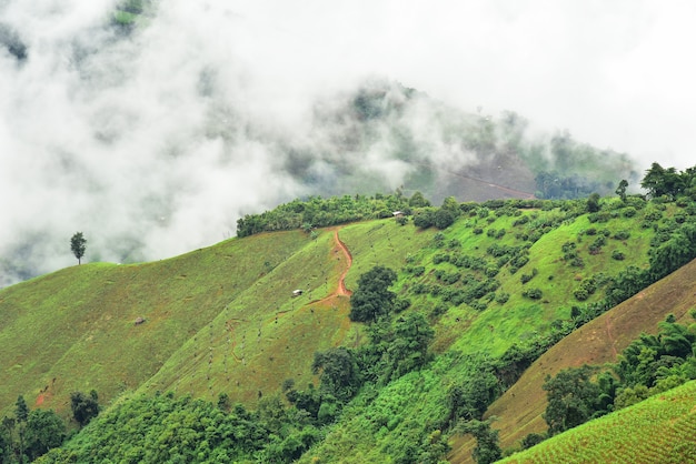 View of the mountain in Pua district