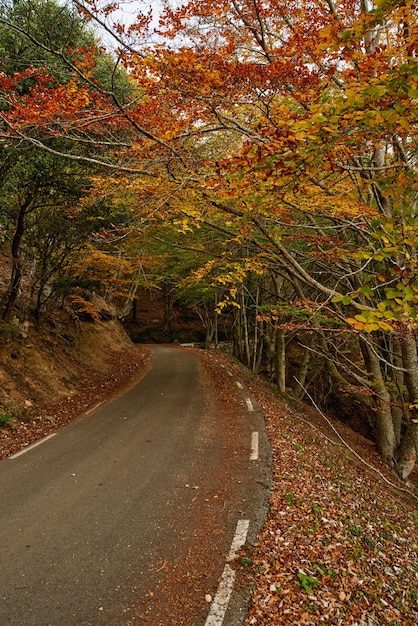 Vista della strada di montagna. strade asfaltate, durante la stagione autunnale.