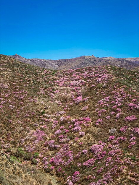 A view of a mountain with purple flowers in bloom.