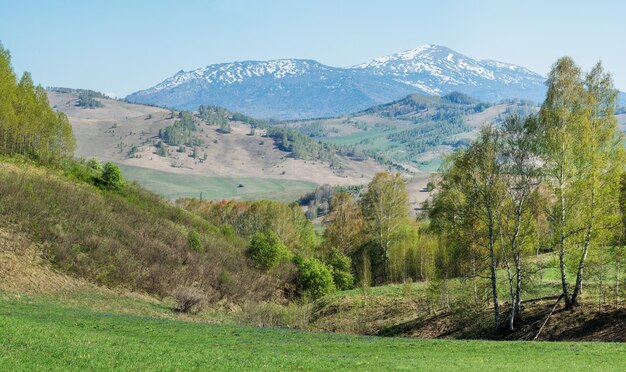 View of mountains in early summer greenery of forests and meadows snow on the peaks