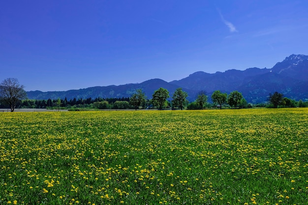 View to the mountains and mustard field in Bavaria Germany