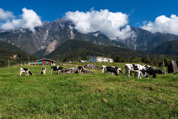 View of Mt Kinabalu with herds of cattle grazing grass