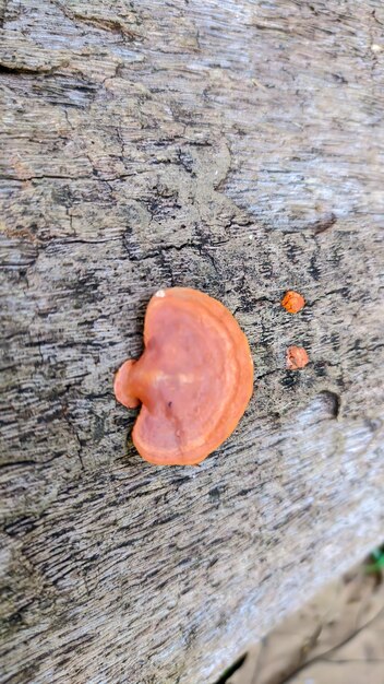 Foto vista del fungo pycnoporus sanguineus