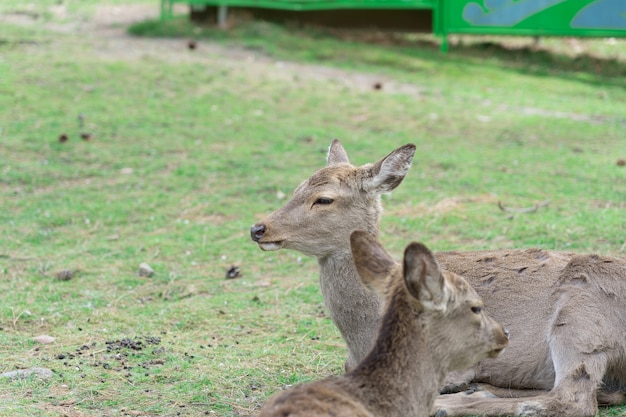 The view of nara deer lay on green grass at nara distinct famous of public deer in country