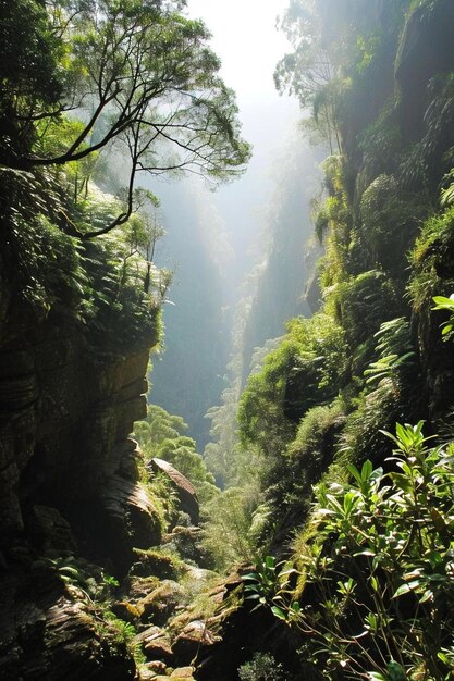 Foto una vista di uno stretto canyon nel bosco