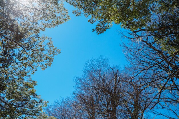 Photo a view of the native forest of south america