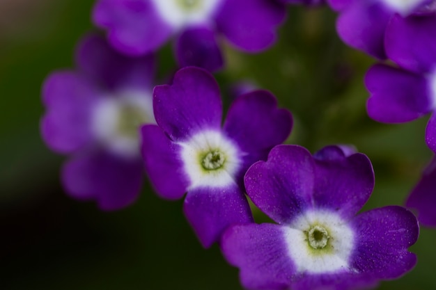 Photo view of natural blurred flowers