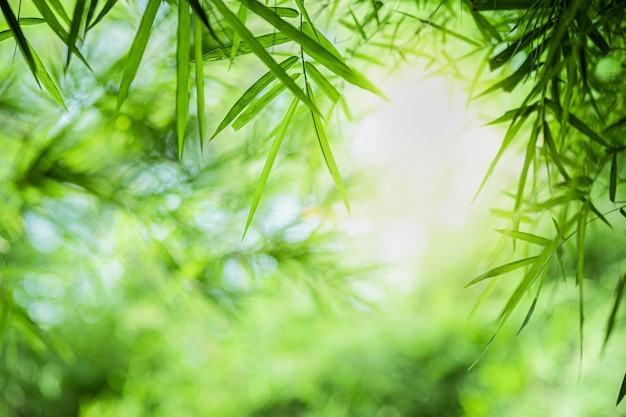 view of natural green bamboo leaf on greenery blurred background