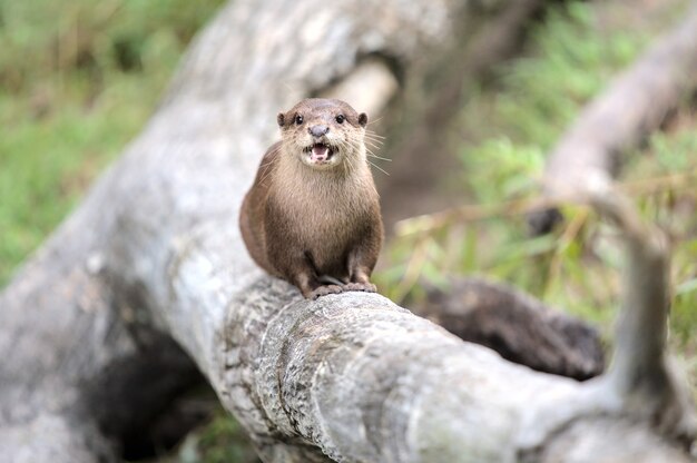 View of a North American river otter sitting on the log of the tree and screaming at the camera