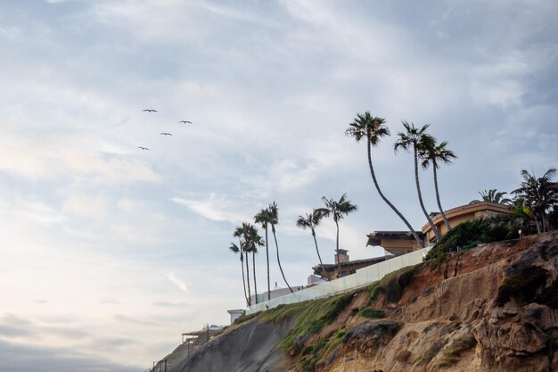 A view of the ocean shore with palm trees at sunset.