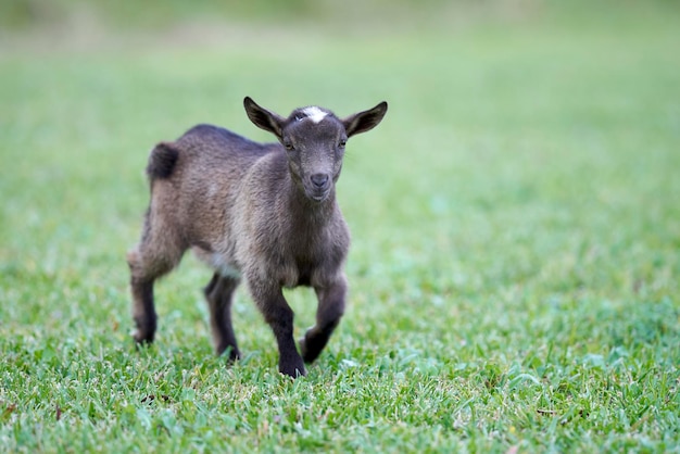 写真 野原 で の ヤギ の 赤ちゃん の 景色