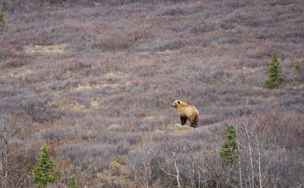 写真 陸上のクマの景色