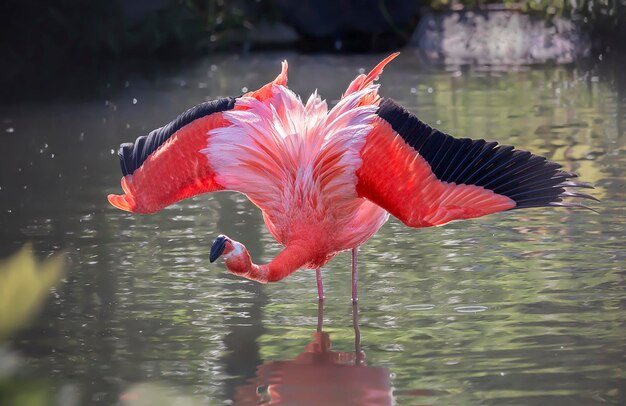 写真 水を飲む鳥の景色