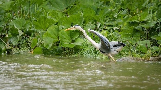 写真 水を飲む鳥の景色