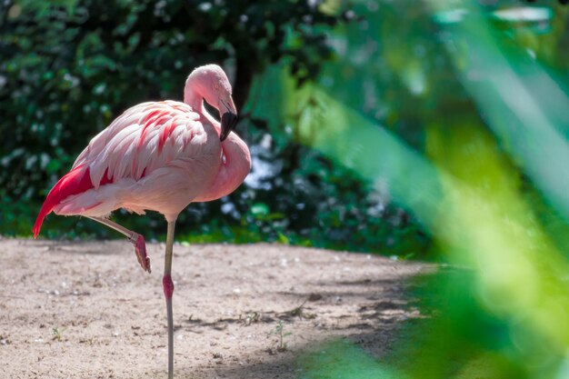 写真 畑の鳥の景色