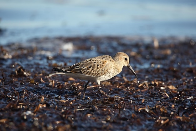 Фото Вид птицы на пляже