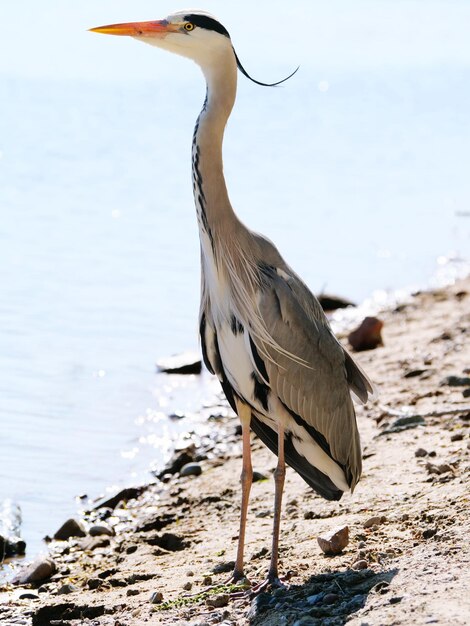 写真 浜辺の鳥の景色