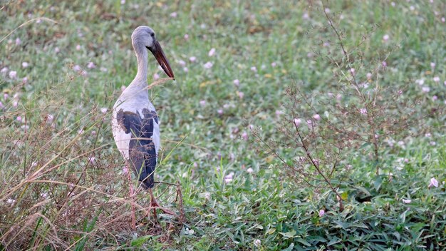 写真 畑の鳥の景色