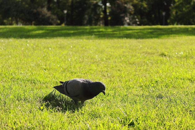 写真 畑の鳥の景色