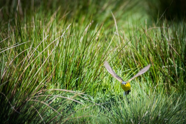 写真 草の上にある鳥の景色